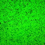 Green Concrete with Glass Aggregate